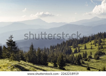 Spruce trees in highlands landscape photo. Beautiful nature scenery photography with misty mountains on background. Ambient light. High quality picture for wallpaper, travel blog, magazine, article