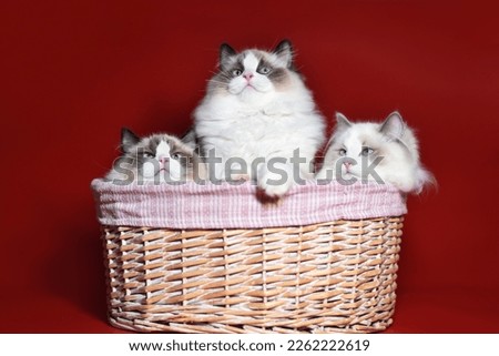 
ragdoll cat in a basket