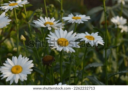 
Bunga daisy, yang juga dikenal sebagai bunga aster