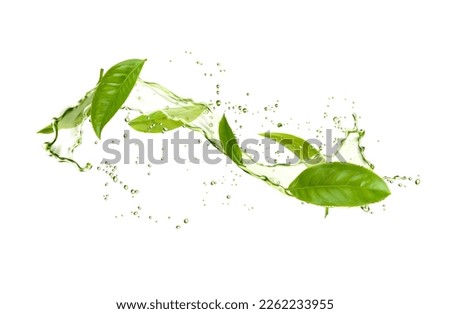 Realistic herbal tea splash, green tea leaves and water drops. Vector 3d fresh plant, organic drink explosion motion with splatters. Mint foliage in transparent aqua, natural aromatic beverage ads Royalty-Free Stock Photo #2262233955