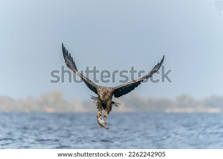 white tailed eagle (Haliaeetus albicilla) taking a fish out of the water of the oder delta in Poland, europe. Front view.                     Royalty-Free Stock Photo #2262242905