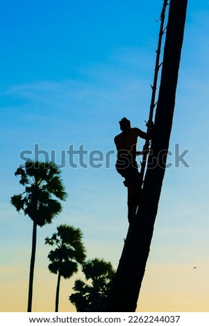 A Thai man in Ayutthaya province climbs a sugar palm tree to harvest sugar cane juice from sugar palm flowers.