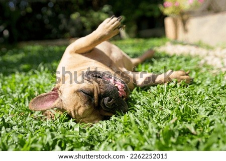 Cute French Bulldog lying on grass field at summer.

