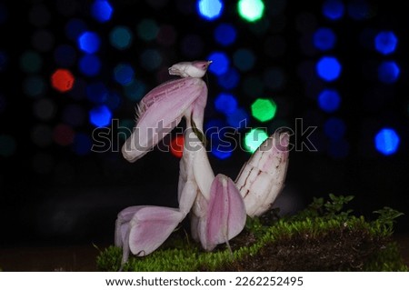 beautifull pink praying mantis pose with bokeh background