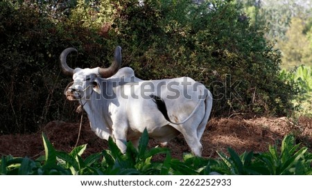 Big white sacred Bull in Nature Backgrounds 