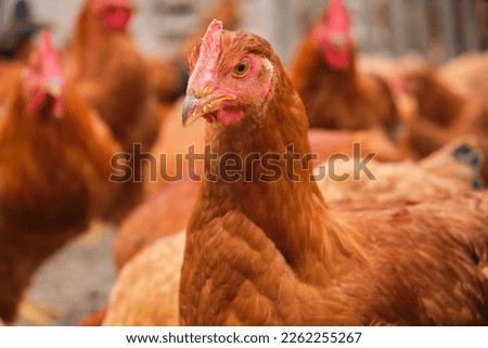 portrait free range organic eco courtyard village rural red chicken laying hen 
