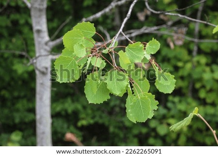 Green leaves of the Eurasian aspen (latin name: Populus tremula) in Montenegro Royalty-Free Stock Photo #2262265091