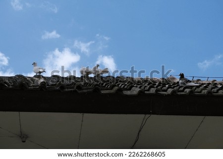 Flock of pigeon on the roof in the morning