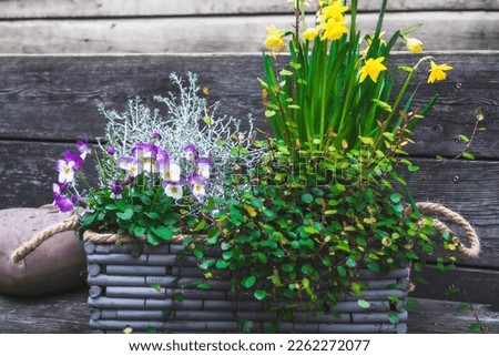 Gray wooden flower box with winter and spring plants. Leucophyta brownii, daffodils, muehlenbeckia axillaris and pansies