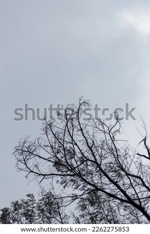 a picture of a tree with a white sky background