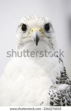 Extreme close up of a beautiful young gyrfalcon head Royalty-Free Stock Photo #2262276033
