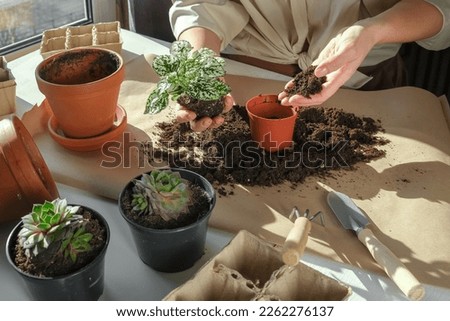 Garden,gardening home. Girl replanting green pasture in home garden.agriculture,indoor garden,room with plants banner Potted green plants at home, home jungle,Garden room gardening, Plant room Royalty-Free Stock Photo #2262276137