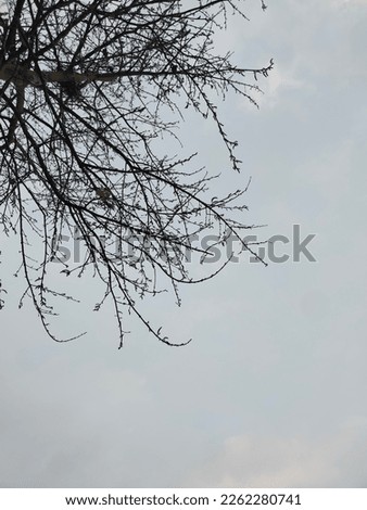 Branches of tree with hazy and dark sky