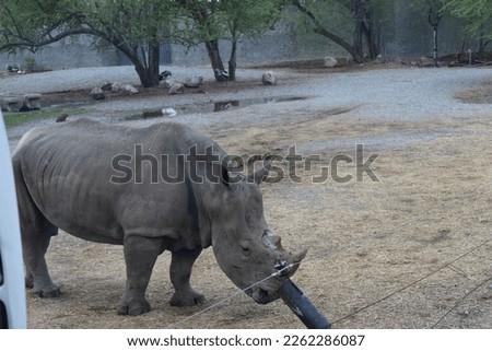 selective focus picture of a one horned rhino