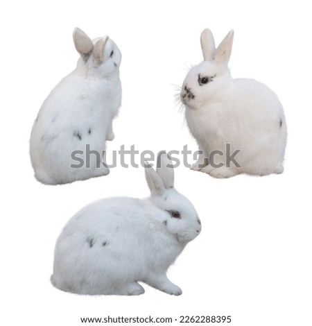 White Rabbits Isolated on White Background