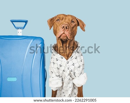 Cute brown puppy and and a blue travel suitcase. Travel preparation and planning. Close-up, indoors. Studio photo, isolated background. Concept of recreation, travel and tourism. Pet care