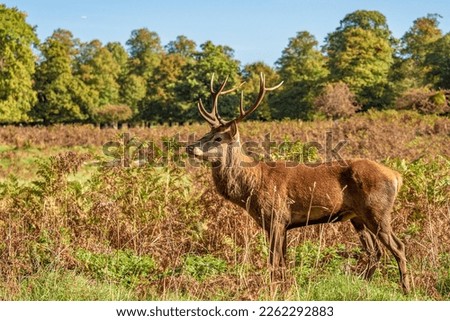 A red deer stag (Cervus elaphus) seen in open parkland Royalty-Free Stock Photo #2262292883