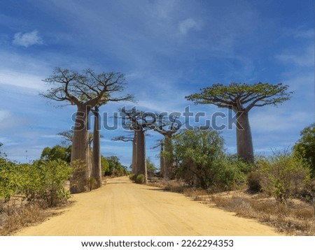 The very popular Allée des Baobabs, Adansonia grandidieri, is frequented by tourists. Southern Madagascar. Royalty-Free Stock Photo #2262294353