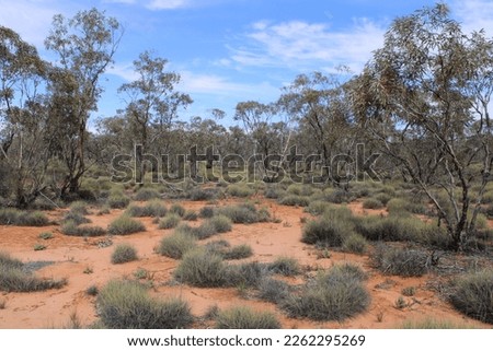 Spinifex in Nanya research station
