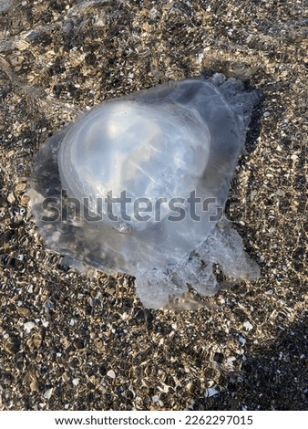 Flat lay closeup picture of a jellyfish