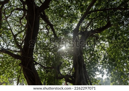 Abstract nature background of sunlight through the leaves of a big tree.