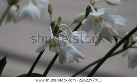 white flower photo with blurred background and outdoor natural light
