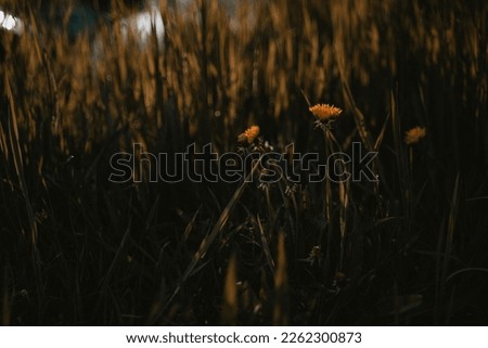 dandelions in the meadow at sunset, beautiful photo digital picture