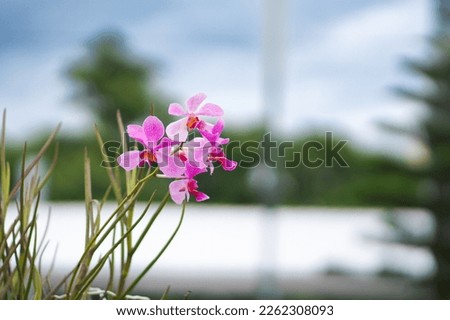 Blooming pink orchid flower photo. White orchid Phalaenopsis equestris closeup.
