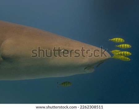 Nurse shark with yellow pilot fish. Maldives. Big nurse shark 