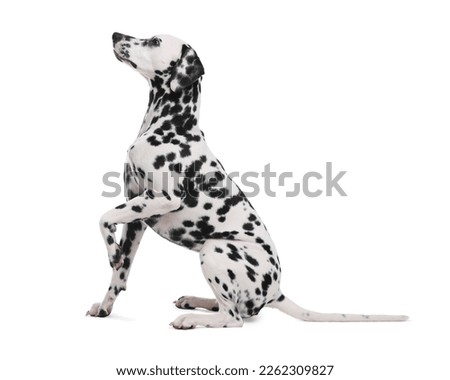 Adorable Dalmatian dog on white background. Lovely pet Royalty-Free Stock Photo #2262309827