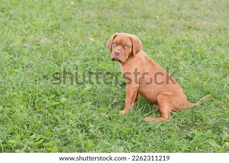 Dogue de Bordeaux puppy sits on the grass and looks at the camera. Puppy with blue eyes and red color. French mastiff puppy on summer green grass Royalty-Free Stock Photo #2262311219