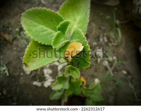 photo of a ladybug perched on a green leaf of a wild plant around my yard