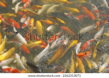 Japan koi fish or Fancy Carp swimming in a black pond fish pond. Popular pets for relaxation and feng shui meaning. Popular pets among people. 