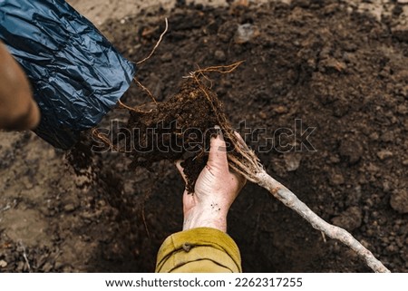 Close-up of the hands of a mature man unpacking the roots with the ground of a young apple tree sapling to plant in open ground in a garden plot, copy space. Royalty-Free Stock Photo #2262317255