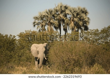 elephant sneaks out of bushes, group of palms in the background