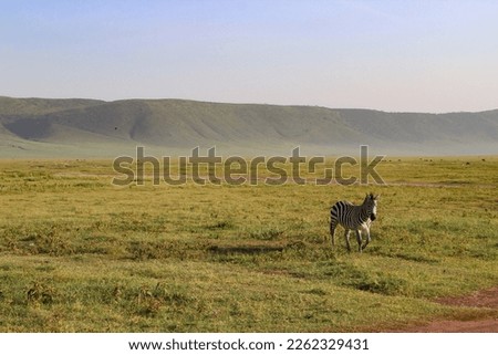 Zebra walking beautifully free in the Ngorongoro crater