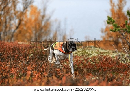Dog rnglish pointer hunting in the mountains 