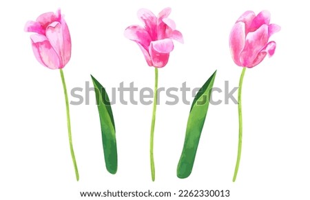 Pink vector tulip flowers. Hand drawn watercolor botanical illustration. Set for floral design isolated on white background.