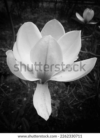 A black and white photo of a blooming magnolia flower close up in the garden 