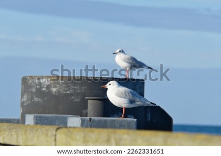 Seagull on the jetty at the Baltic Sea by the sea. The bird looks into the sunset. The plumage in white and gray black. Animal photo of seagulls on the coast