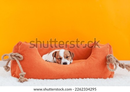 Jack Russell terrier puppy sleeps in an orange cot at home. Small dog is lying in dog bed Royalty-Free Stock Photo #2262334295