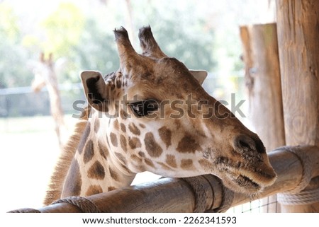 Giraffe at the zoo eating