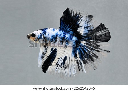 betta fish from Thailand Multi color Siamese fighting fish, betta splendens, under black background images