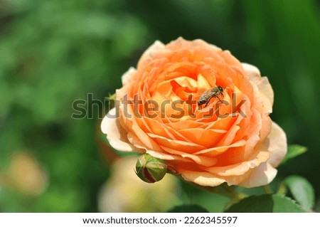 A bright orange rose bud with a bee on the petals. Rose by David Austin Lady of Shalott.