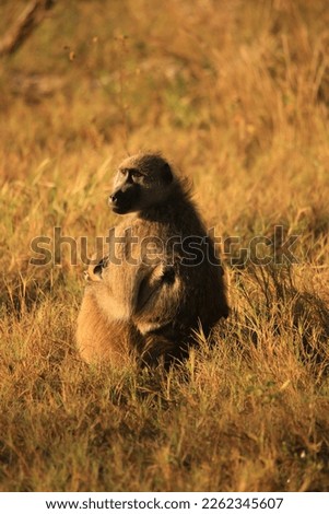 baboon with baby sits in grass in sunset light