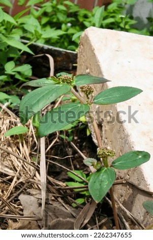 close-up of the Asthma Plant or Garden spurge or Chicken Weed (Euphorbia hirta) growing in a neglected land Royalty-Free Stock Photo #2262347655