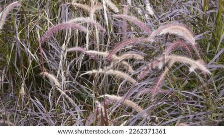 Fast grower, Purple Fountain Grass typically grows in 3-5 ft. tall (90-150 cm) and 2-4 ft. wide (60-120 cm) rounded mounds Royalty-Free Stock Photo #2262371361