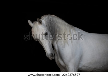 portrait of a light gray horse on a black background