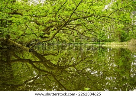Beautiful greenery surrounding a lake.