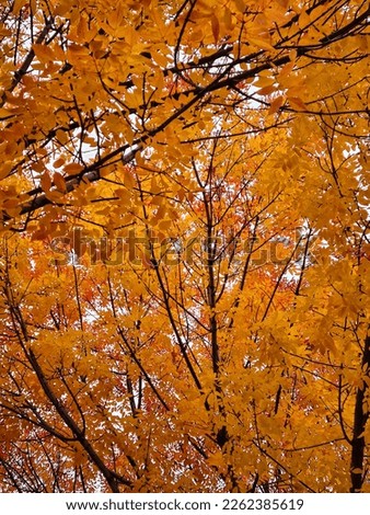 Autumnal leaves on tree branches